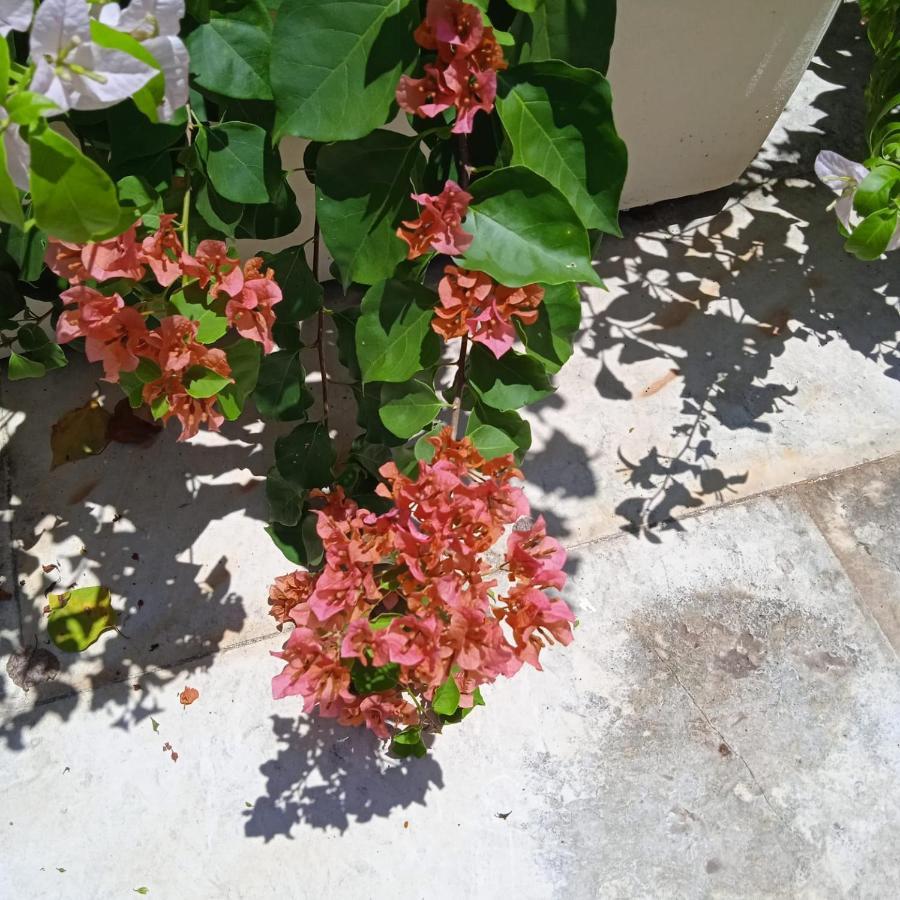 Color Hostel Palomino Εξωτερικό φωτογραφία
