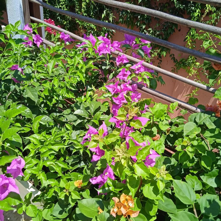 Color Hostel Palomino Εξωτερικό φωτογραφία